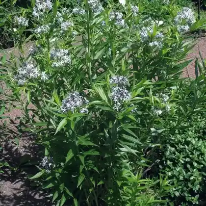 Foto von Röhrenstern 'Blue Ice' (Amsonia tabernaemontana 'Blue Ice')