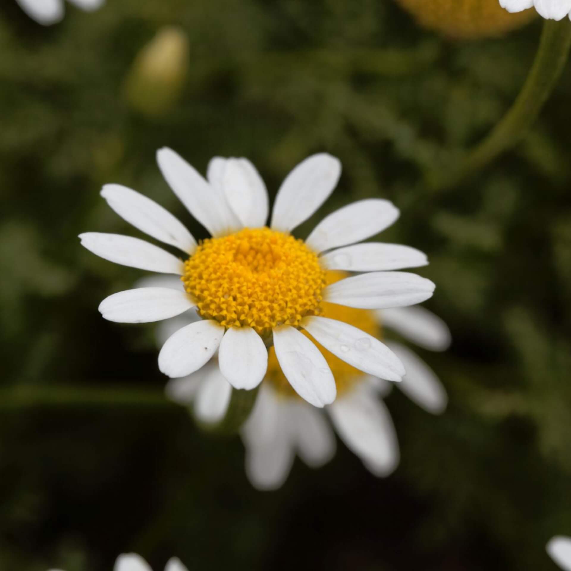 Mehrjähriger Bertram (Anacyclus pyrethrum)