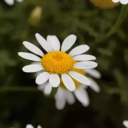 Foto von Mehrjähriger Bertram (Anacyclus pyrethrum)