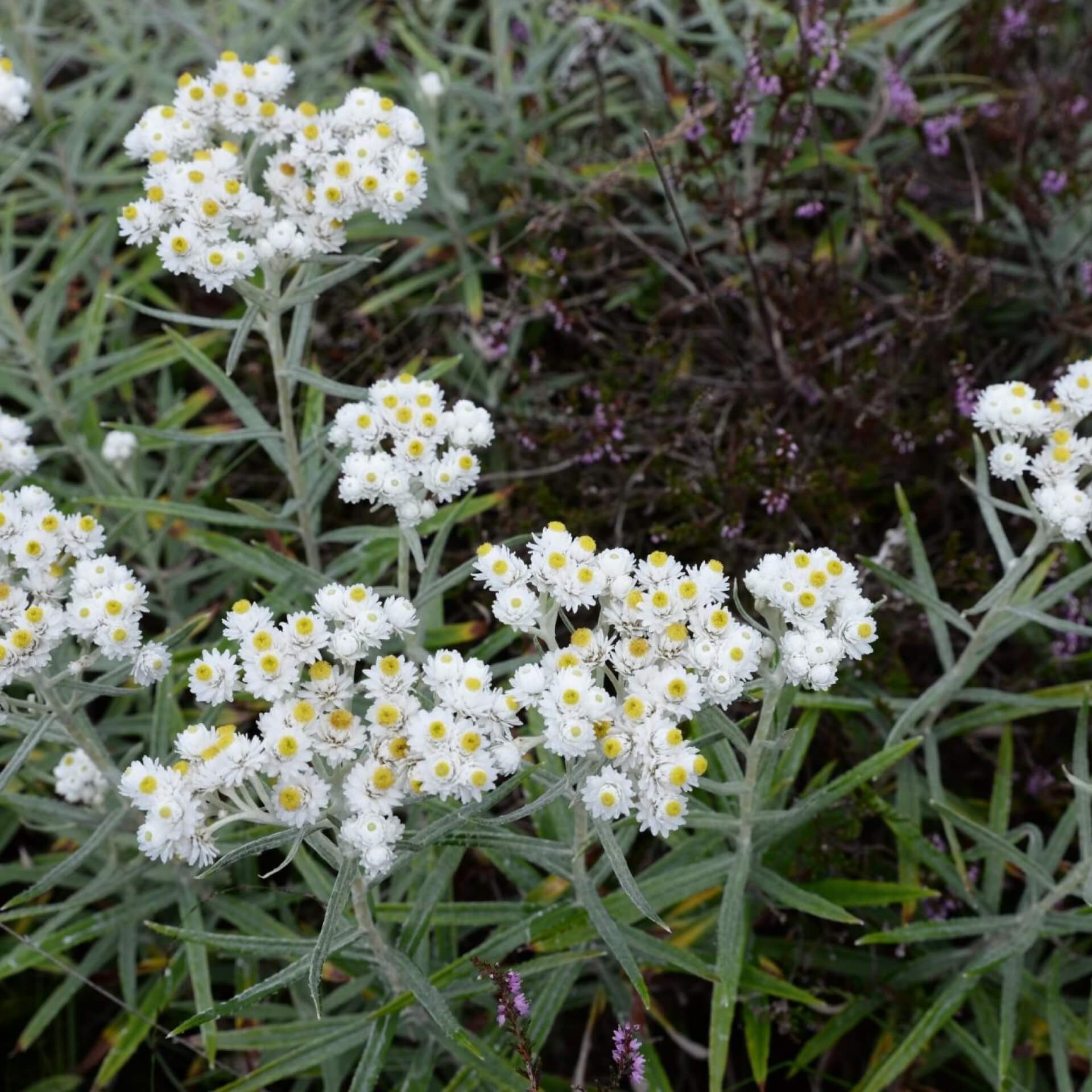 Silberimmortelle (Anaphalis margaritacea)