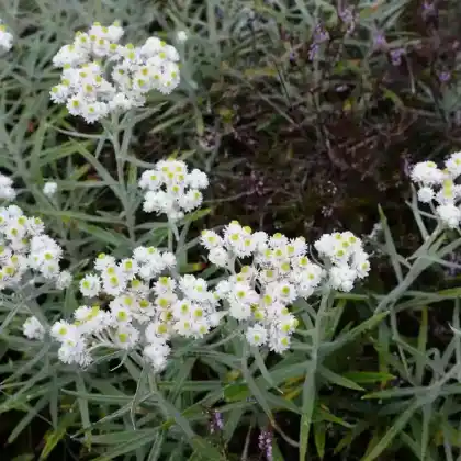 Foto von Silberimmortelle (Anaphalis margaritacea)