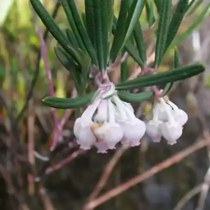 Foto von Lavendelheide (Andromeda polifolia var. glaucophylla)