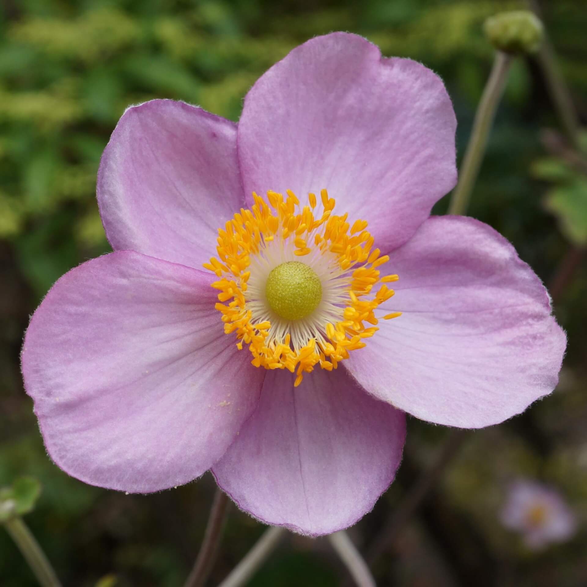 Chinesische Herbst-Anemone 'September Charme' (Eriocapitella hupehensis 'September Charme')