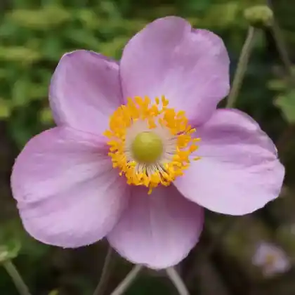 Foto von Chinesische Herbst-Anemone 'September Charme' (Eriocapitella hupehensis 'September Charme')