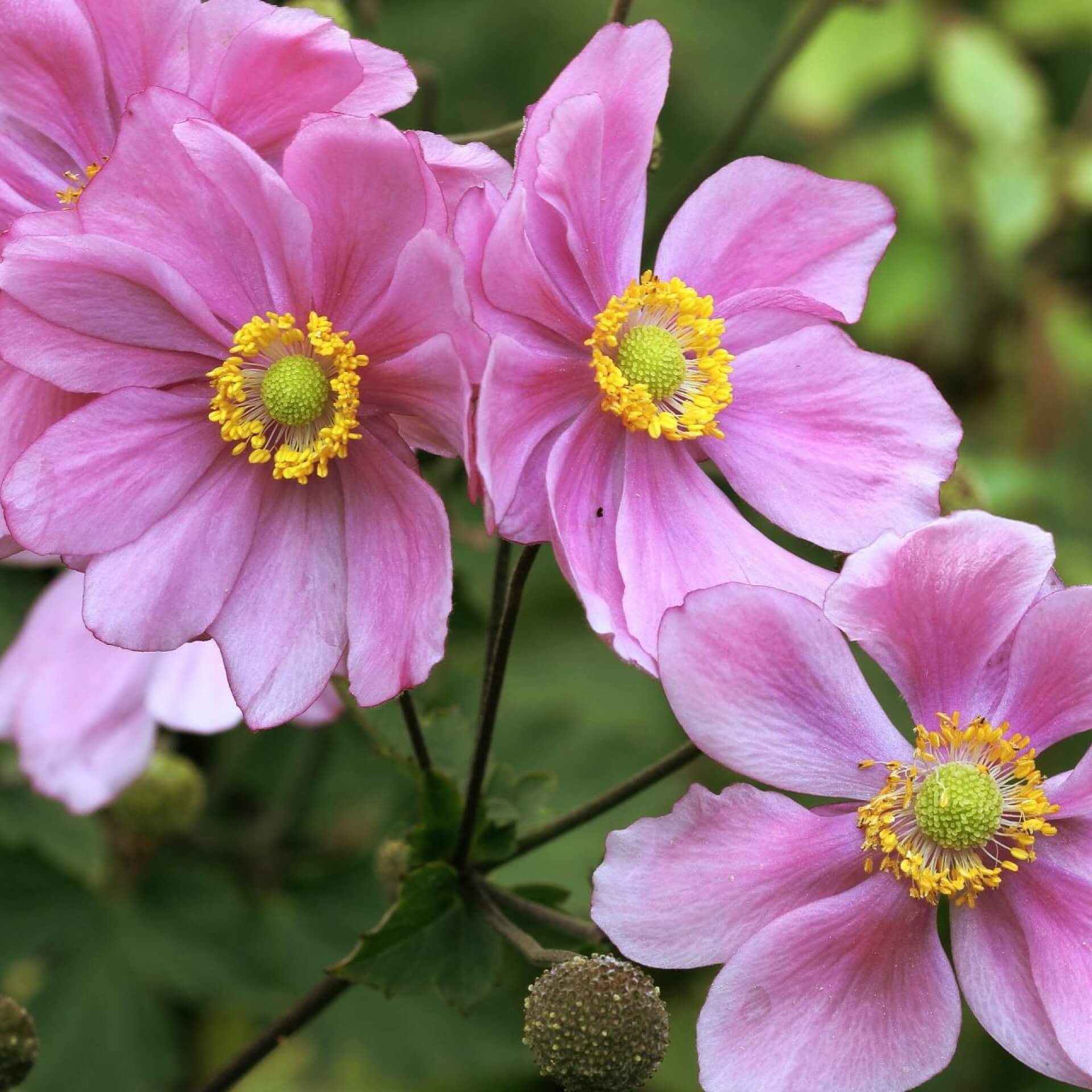 Herbst-Anemone (Anemone japonica)