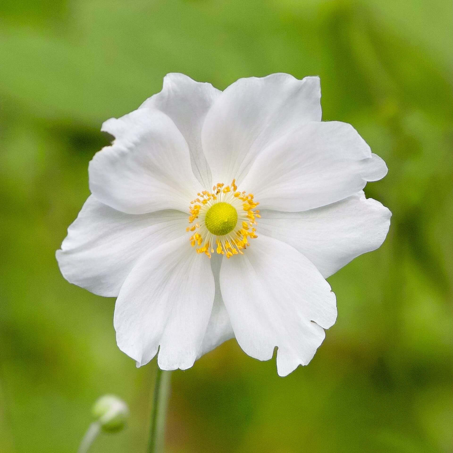 Herbst-Anemone 'Andrea Atkinson' (Anemone japonica 'Andrea Atkinson')