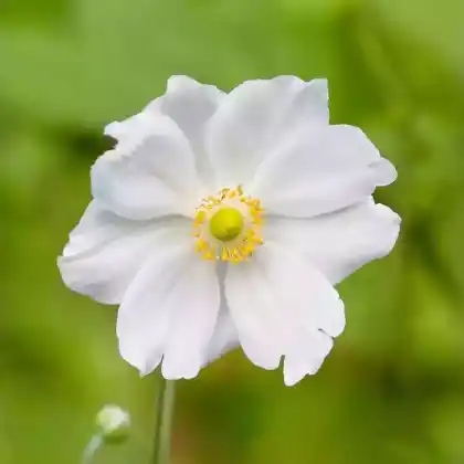 Foto von Herbst-Anemone 'Andrea Atkinson' (Anemone japonica 'Andrea Atkinson')
