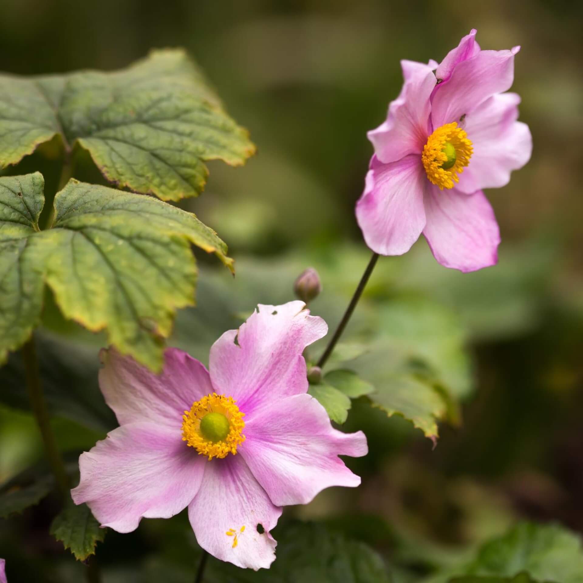 Herbst-Anemone 'Pink Saucer' (Anemone japonica 'Pink Saucer')