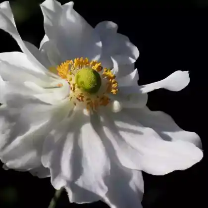 Foto von Herbst-Anemone 'Whirlwind' (Anemone japonica 'Whirlwind')