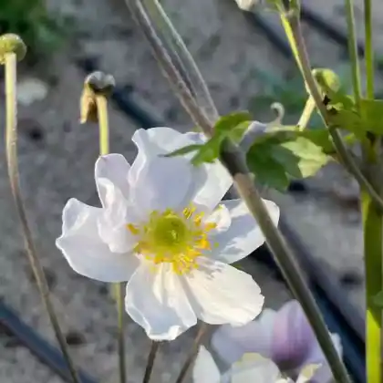 Foto von Herbst-Anemone 'Wild Swan' (Anemone japonica 'Wild Swan')
