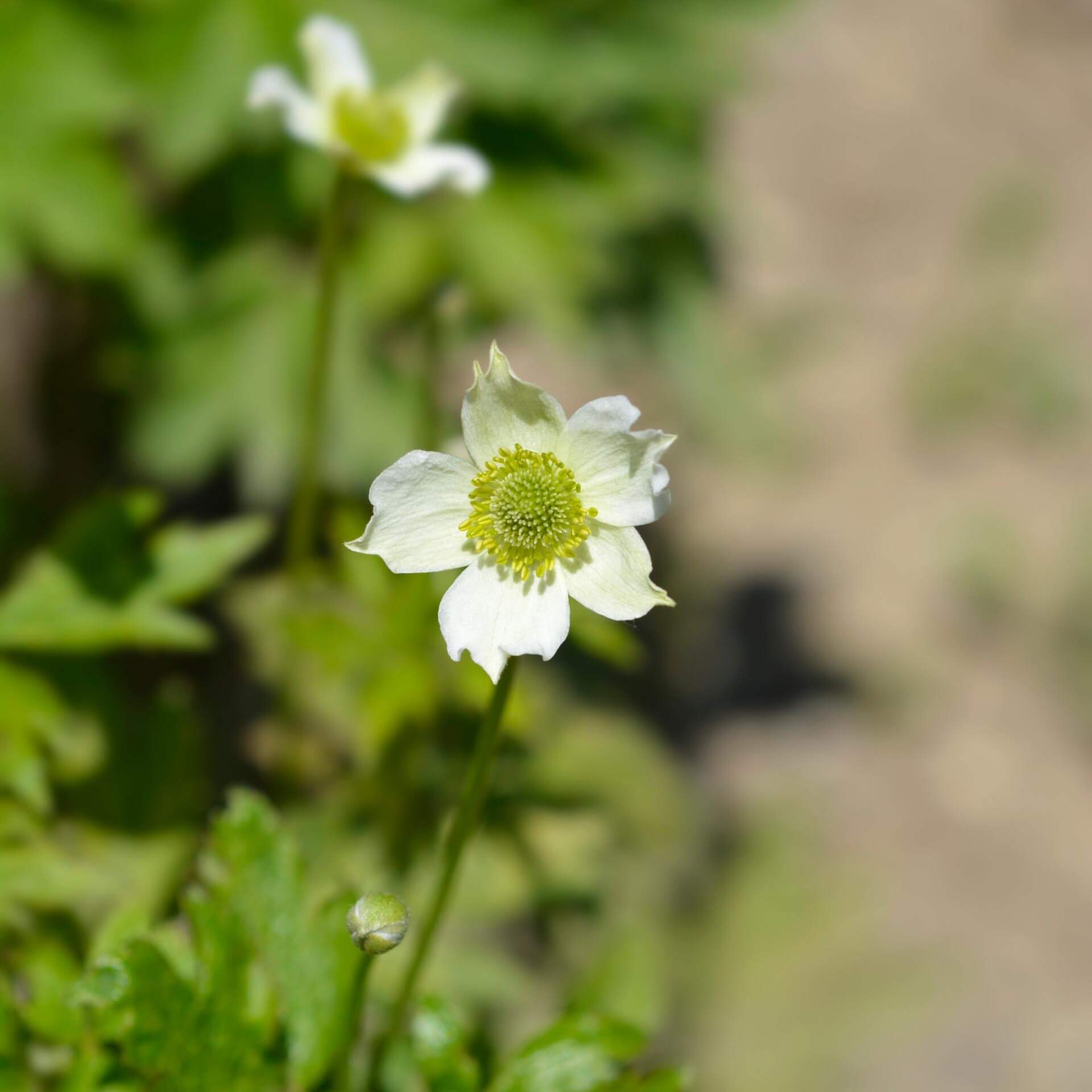 Pazifisches Windröschen (Anemone multifida)