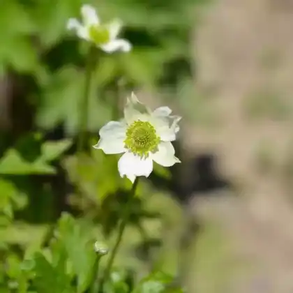 Foto von Pazifisches Windröschen (Anemone multifida)