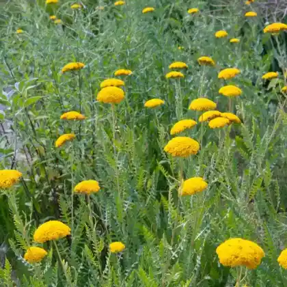 Foto von Gold-Garbe 'Parker' (Achillea filipendulina 'Parker')