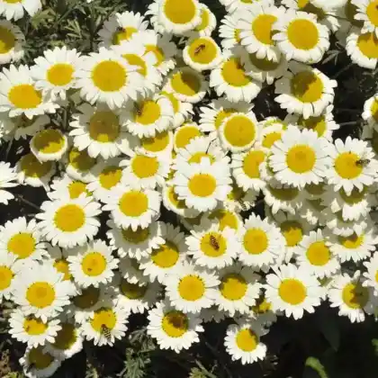 Foto von Färber-Hundskamille 'Wargrave' (Anthemis tinctoria 'Wargrave')