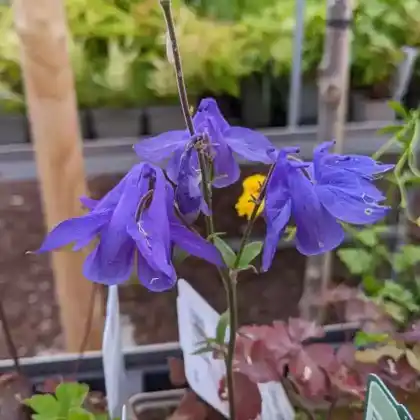 Foto von Alpen-Akelei (Aquilegia alpina)