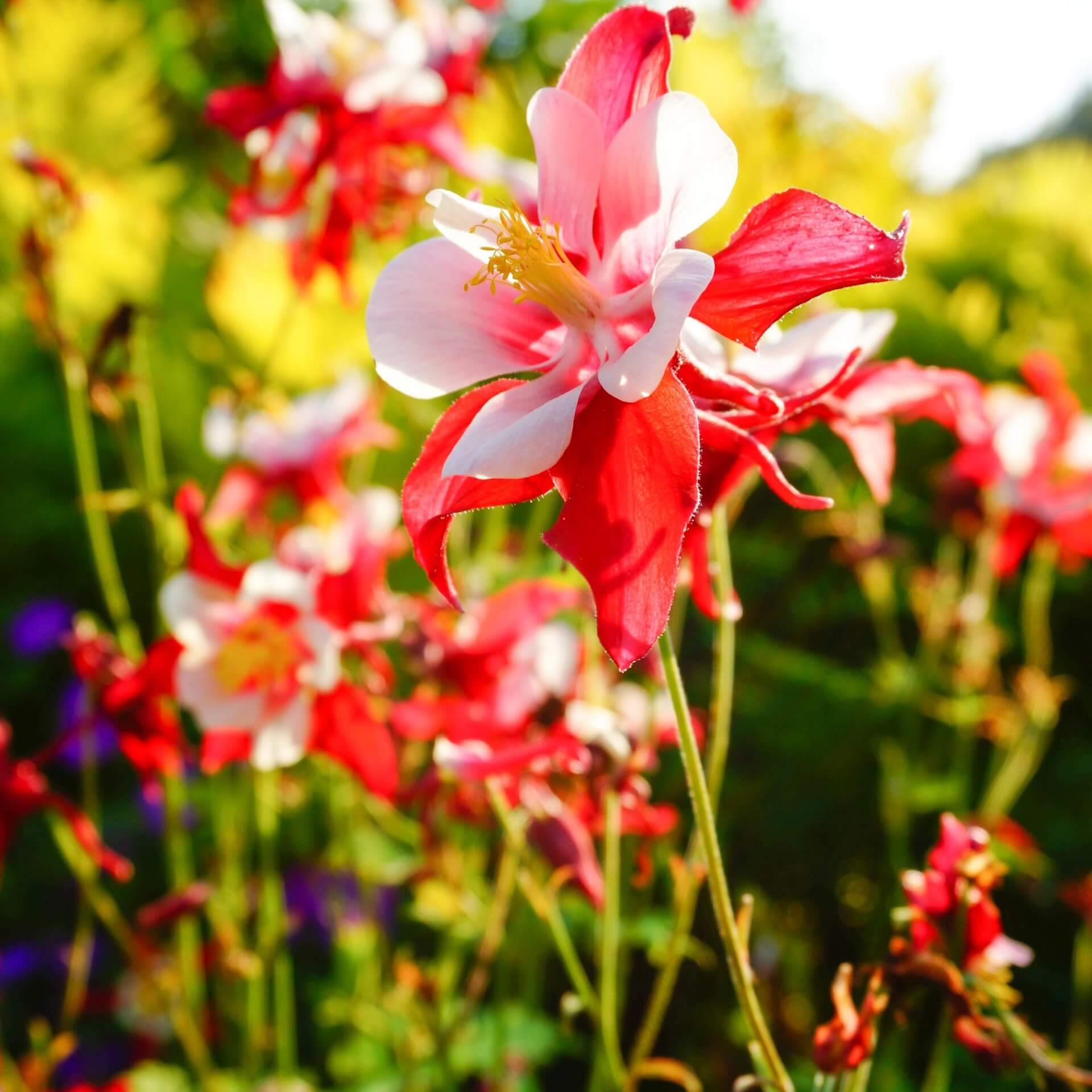 Akelei 'Red Hobbit' (Aquilegia caerulea 'Red Hobbit')