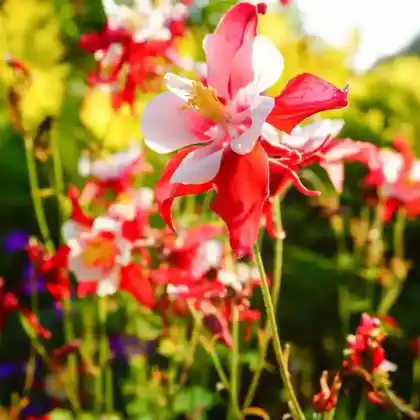 Foto von Akelei 'Red Hobbit' (Aquilegia caerulea 'Red Hobbit')