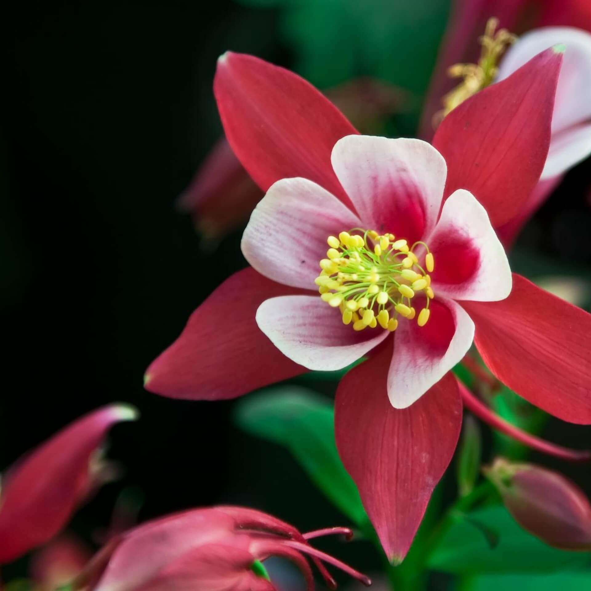 Akelei 'Rose Queen' (Aquilegia caerulea 'Rose Queen')