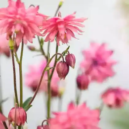 Foto von Kurzspornige Akelei 'Clementine Salmon' (Aquilegia vulgaris 'Clementine Salmon')