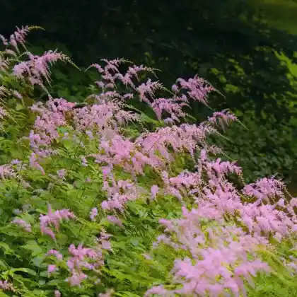 Foto von Thunberg-Prachtspiere 'Straußenfeder' (Astilbe thunbergii 'Straußenfeder')