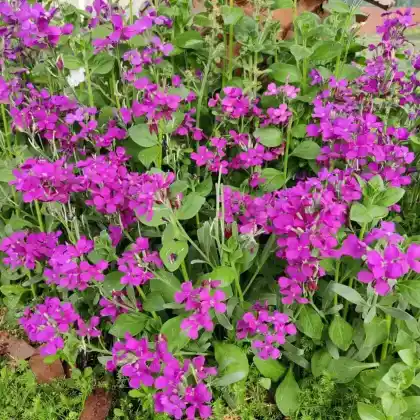 Foto von Wimpernblättrige Gänsekresse (Arabis blepharophylla)