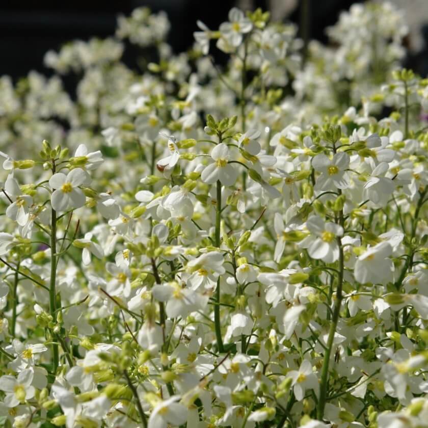Kaukasische Gänsekresse 'Snowfix' / Arabis caucasica 'Snowfix'