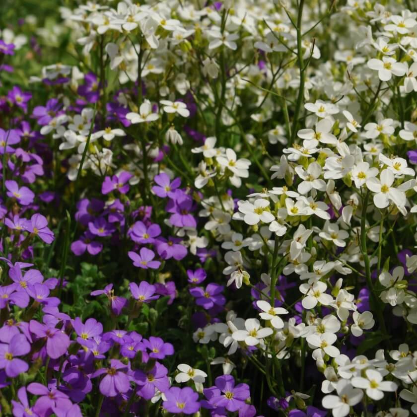 Kaukasische Gänsekresse 'Snowfix' / Arabis caucasica 'Snowfix'