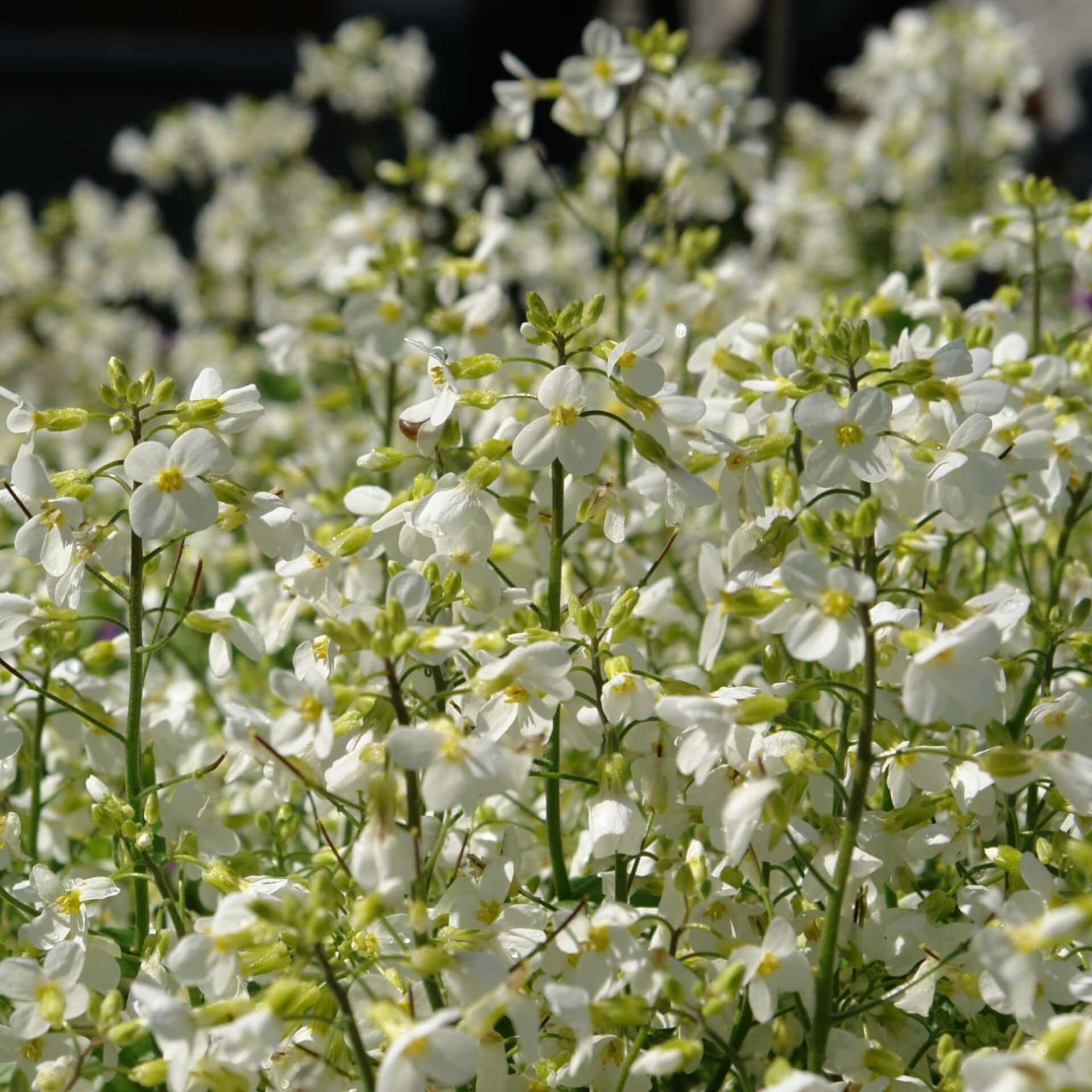 Kaukasische Gänsekresse 'Snowfix' (Arabis caucasica 'Snowfix')