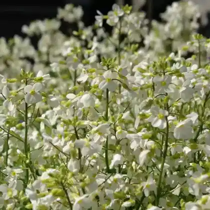 Foto von Kaukasische Gänsekresse 'Snowfix' (Arabis caucasica 'Snowfix')