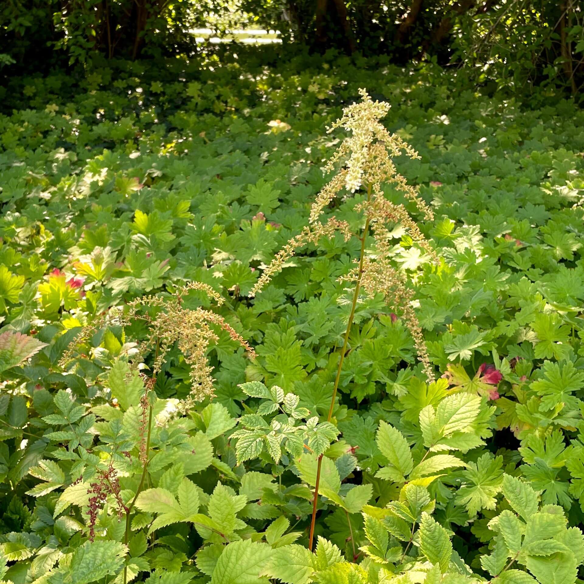 Thunberg-Prachtspiere 'Van der Wielen' (Astilbe thunbergii 'Van der Wielen')