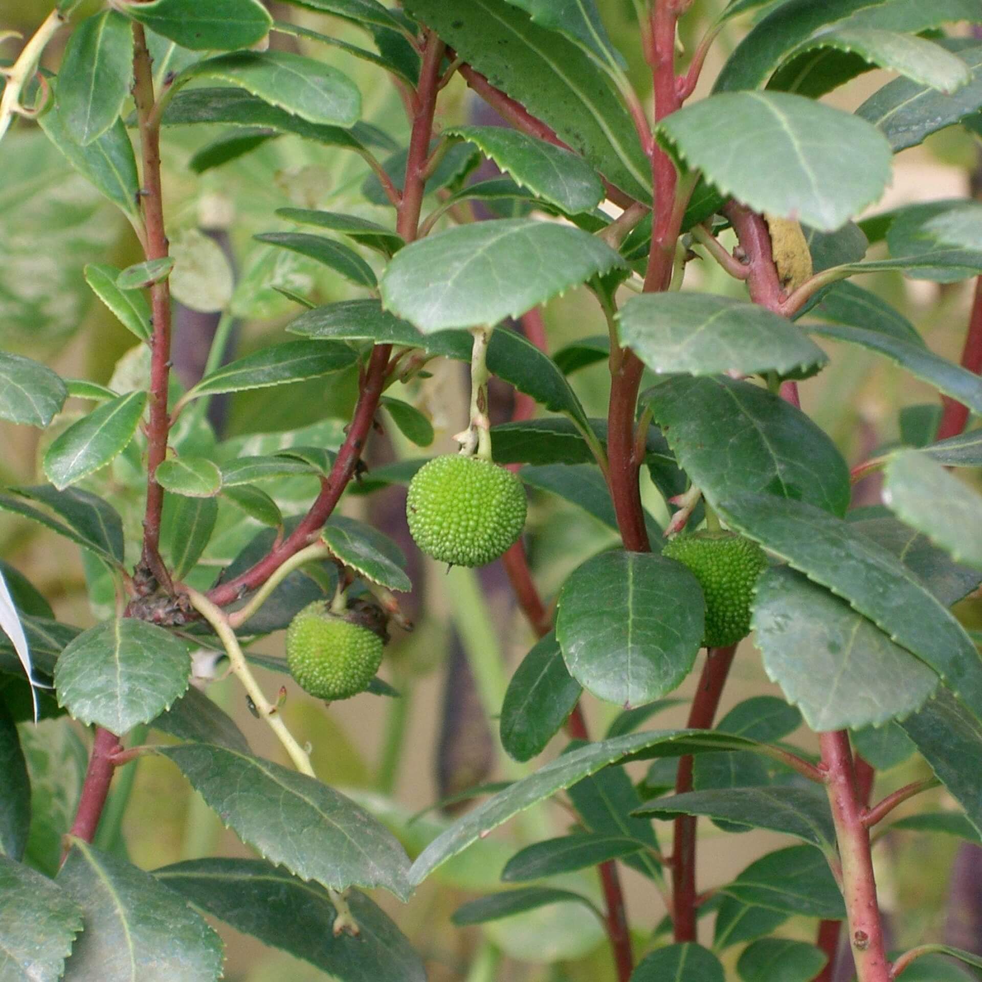 Erdbeerbaum 'Compacta' (Arbutus unedo 'Compacta')