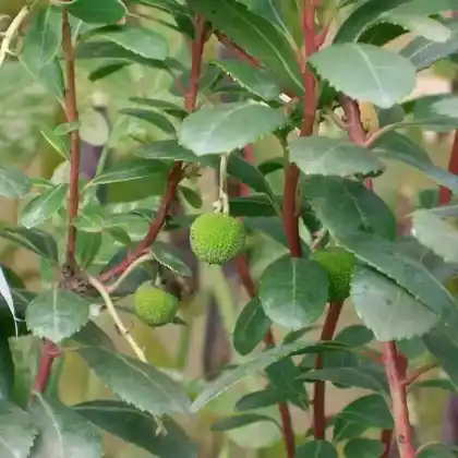 Foto von Erdbeerbaum 'Compacta' (Arbutus unedo 'Compacta')