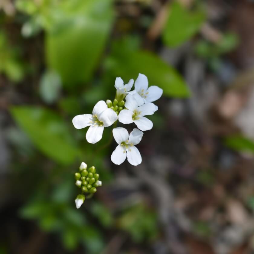 Kleine GartenGänsekresse / Arabis ferdinandicoburgii