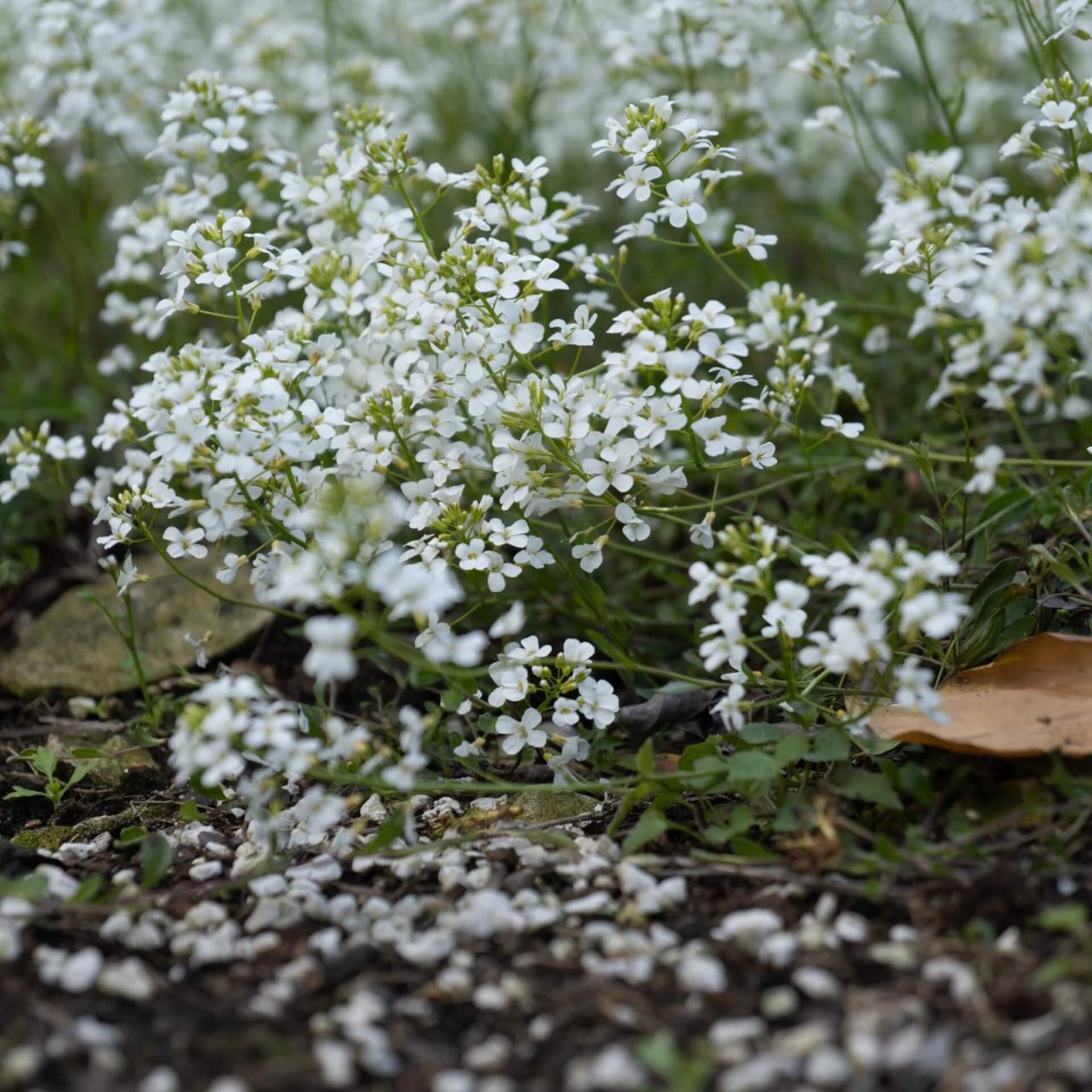 Kleine Garten-Gänsekresse (Arabis ferdinandi-coburgii)