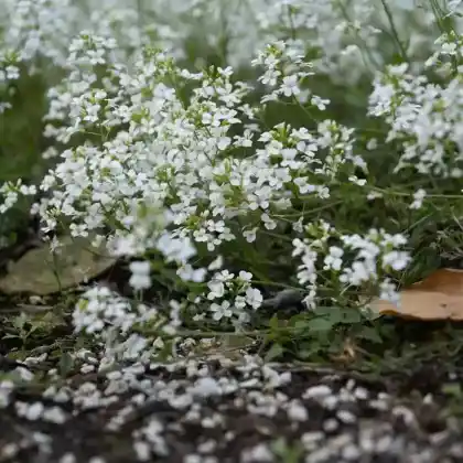 Foto von Kleine Garten-Gänsekresse (Arabis ferdinandi-coburgii)