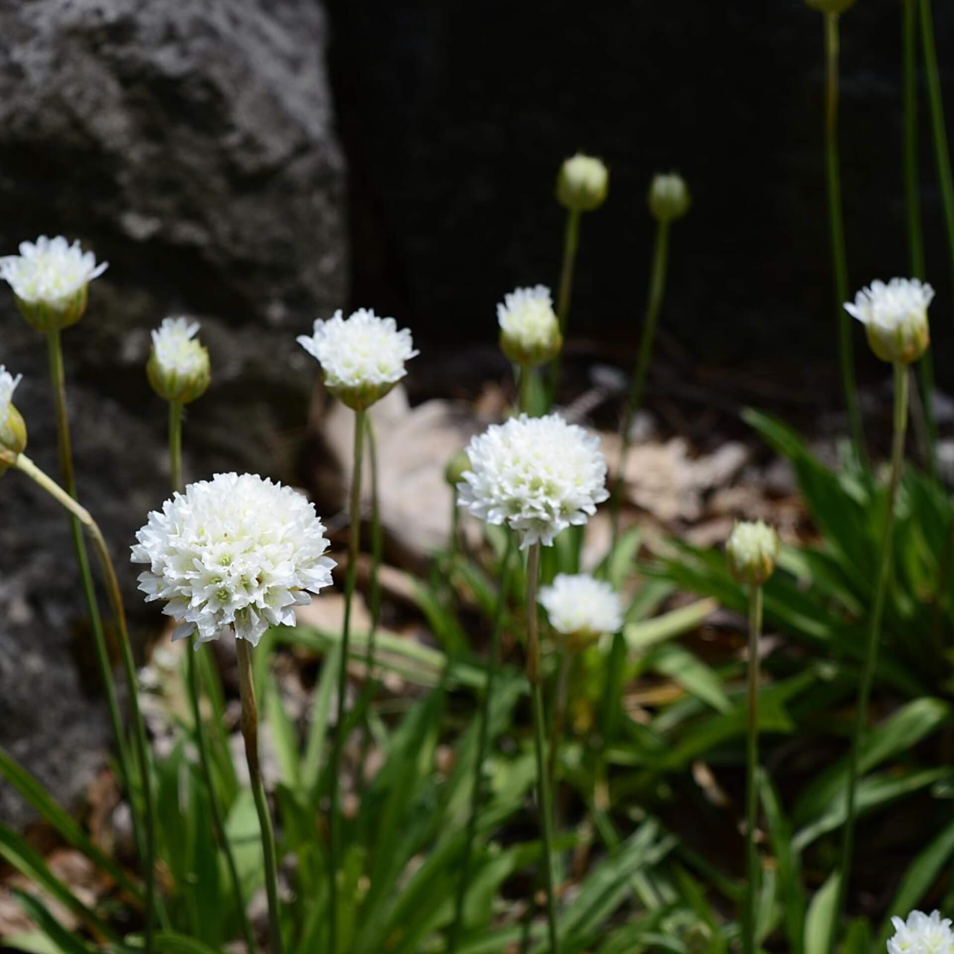 Breitblättrige Grasnelke (Armeria pseudarmeria)