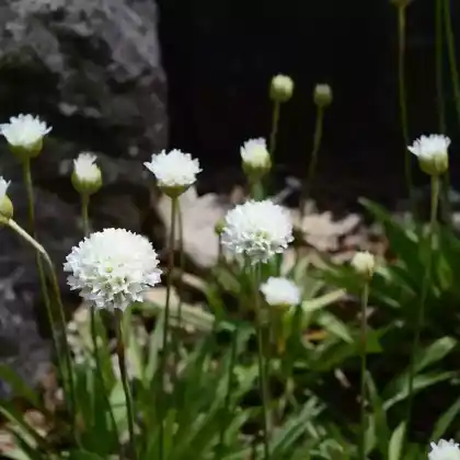 Foto von Breitblättrige Grasnelke (Armeria pseudarmeria)