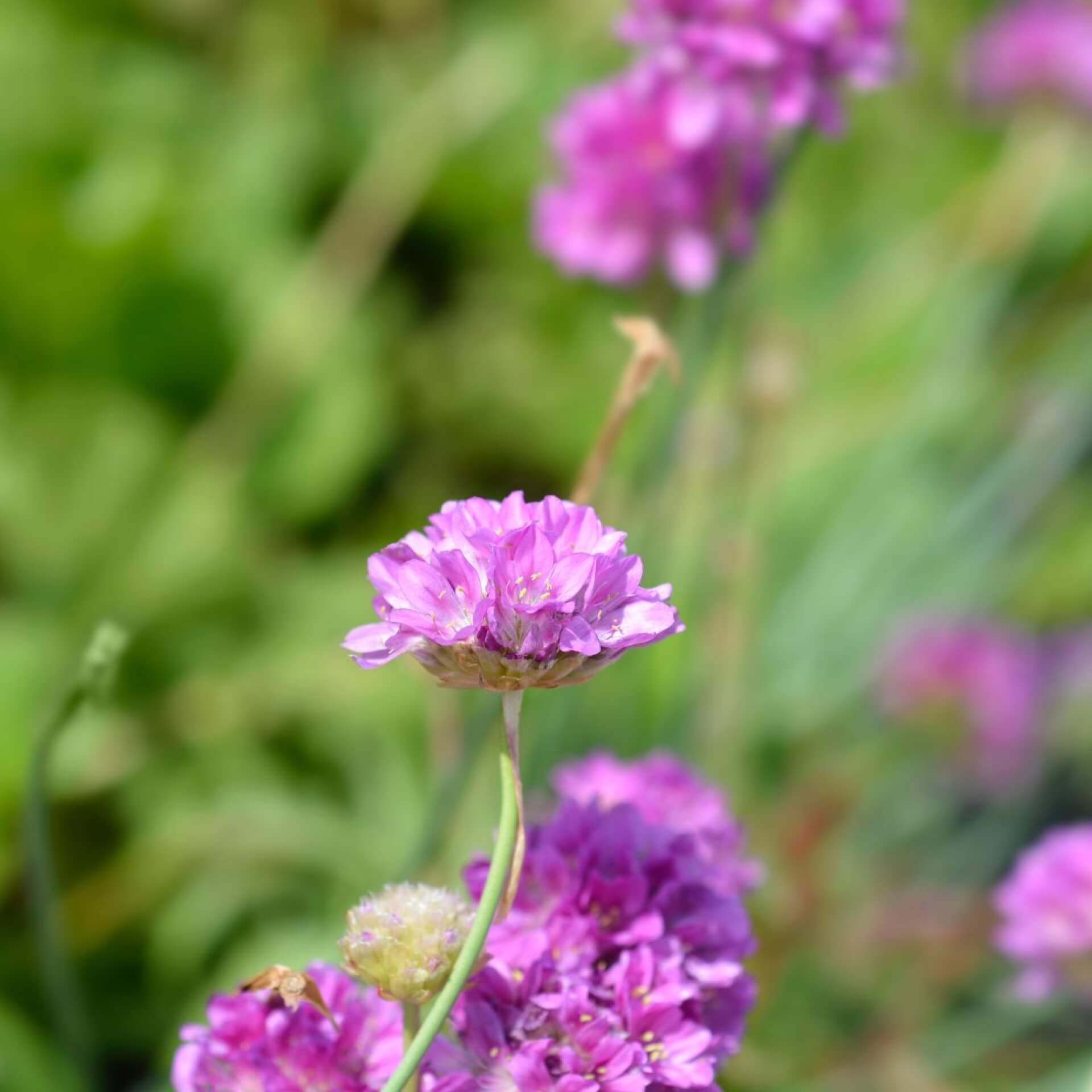 Breitblättrige Grasnelke 'Ballerina Lilac' (Armeria pseudarmeria 'Ballerina Lilac')