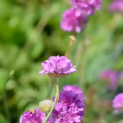 Foto von Breitblättrige Grasnelke 'Ballerina Lilac' (Armeria pseudarmeria 'Ballerina Lilac')