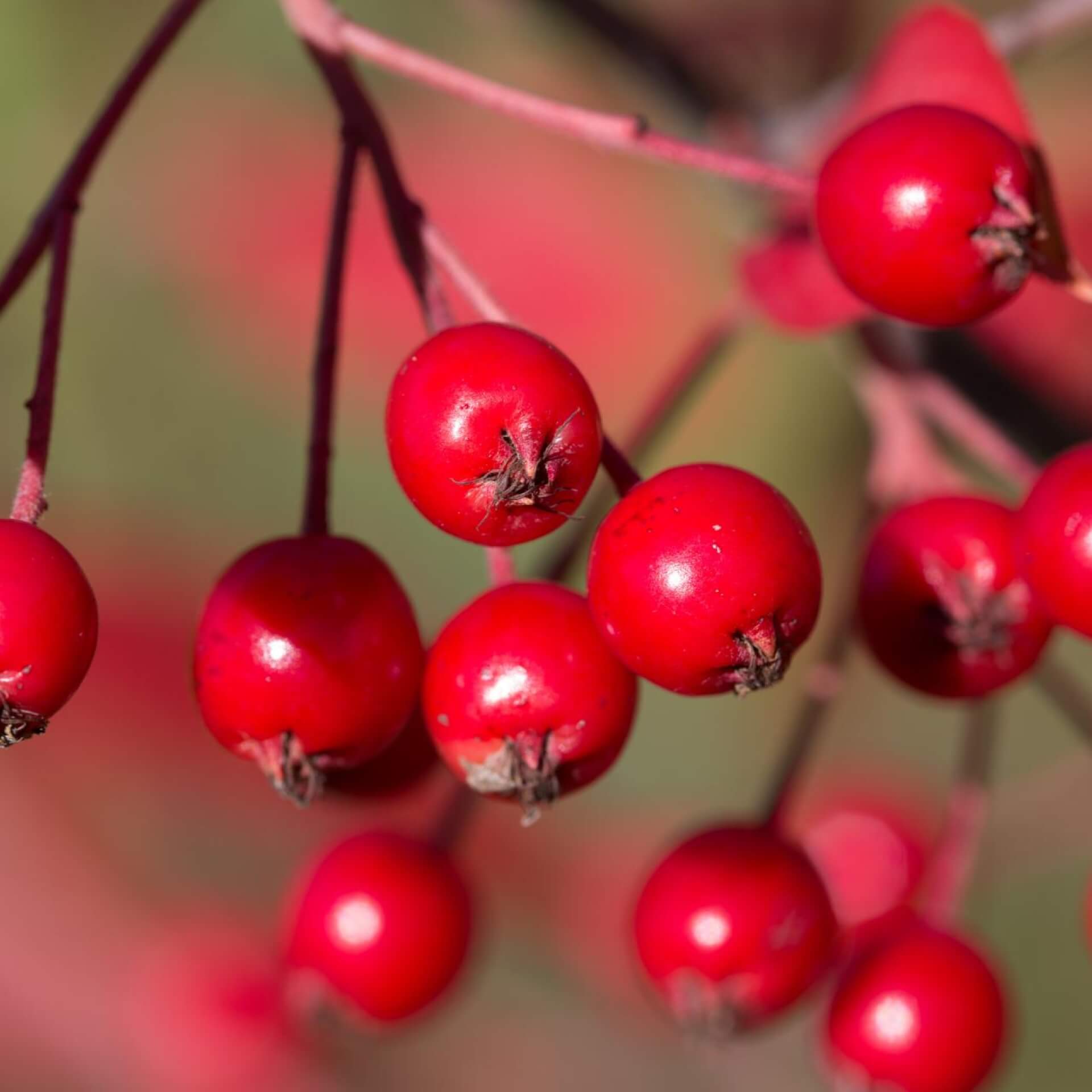 Apfelbeere 'Brilliant' (Aronia arbutifolia 'Brilliant')