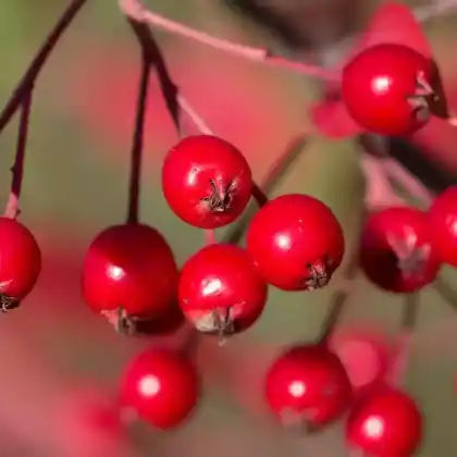 Foto von Apfelbeere 'Brilliant' (Aronia arbutifolia 'Brilliant')