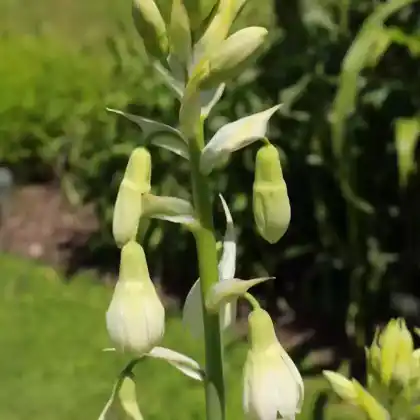 Foto von Grünliche Sommerhyazinthe (Galtonia viridiflora)