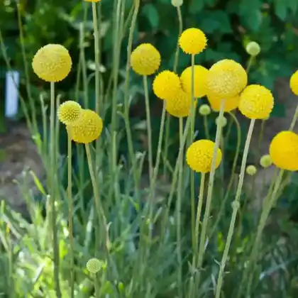 Foto von Trommelschlägel (Craspedia globosa)