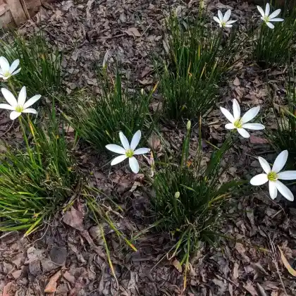 Foto von Windblume (Zephyranthes candida)