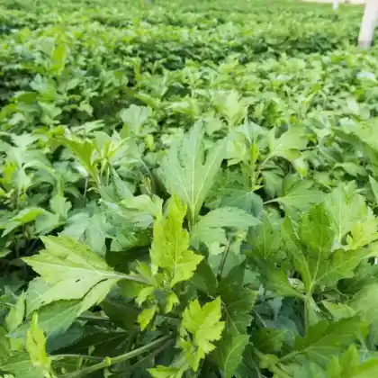 Foto von Elfenraute 'Guizhou' (Artemisia lactiflora 'Guizhou')