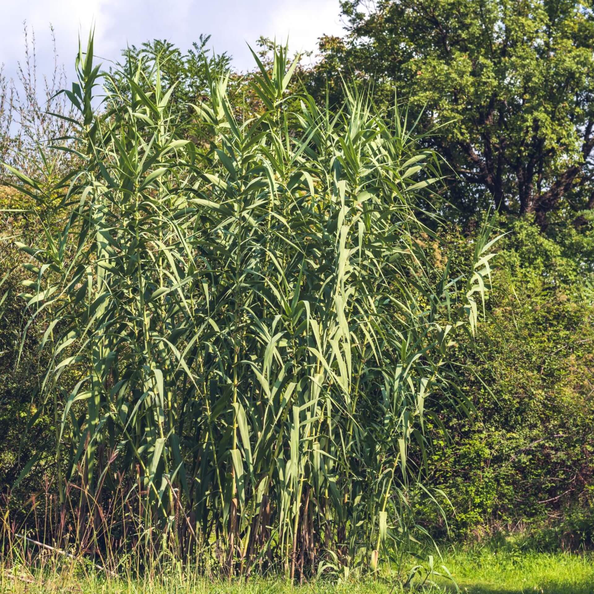 Pfahlrohr (Arundo donax)