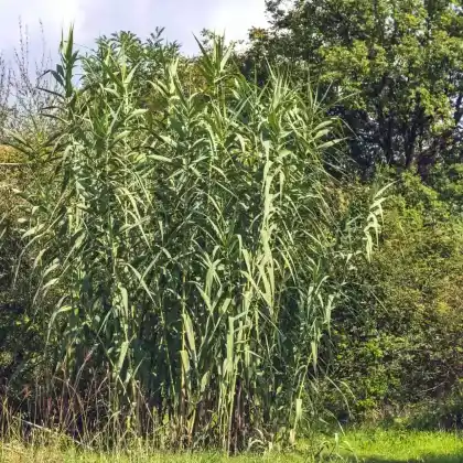 Foto von Pfahlrohr (Arundo donax)