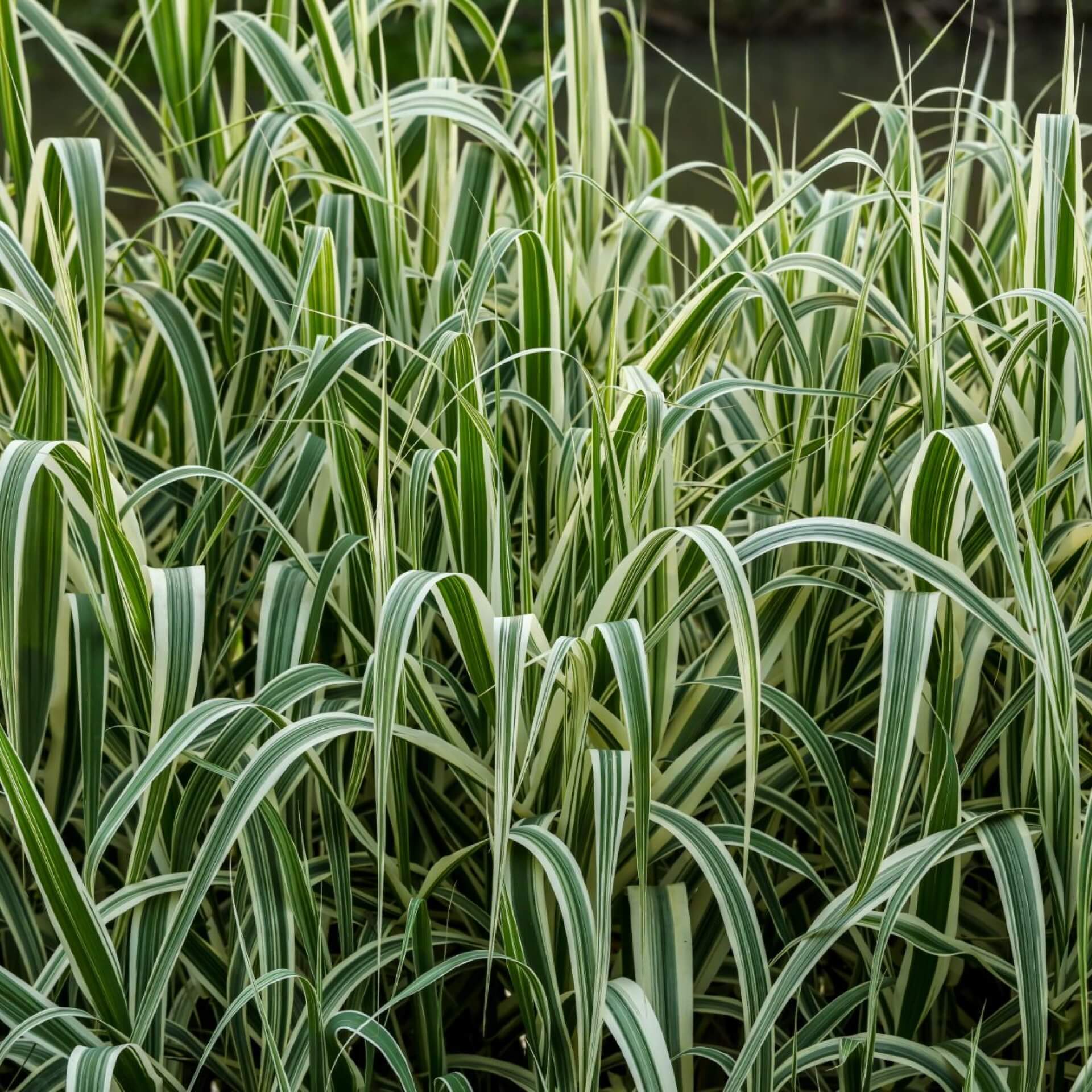 Buntblättriges Pfahlrohr 'Variegata' (Arundo donax 'Variegata')