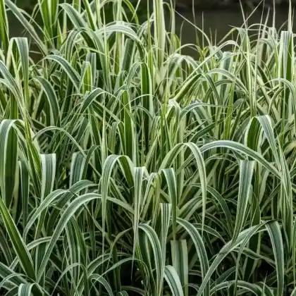 Foto von Buntblättriges Pfahlrohr 'Variegata' (Arundo donax 'Variegata')