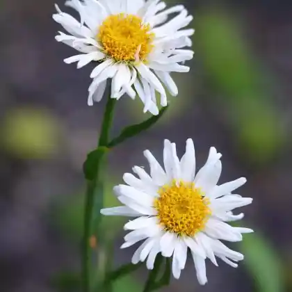 Foto von Alpen-Aster 'Weiße Schöne' (Aster alpinus 'Weiße Schöne')
